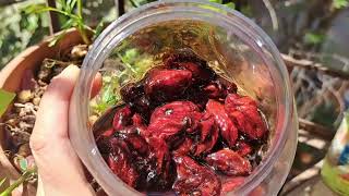 fresh silver berry/ heiyai aachar /sweet pickle \u0026 ,tissue paper cijinnraga thamba ama