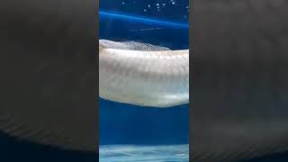 full big size Arowana #fish #aquarium #underwateraquarium #fishaquarium #fishing #aquariumfish