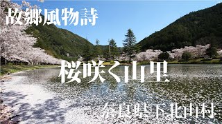 故郷風物詩・桜咲く山里　奈良県下北山村  Star Trail Time Lapse