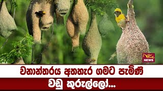 වනාන්තරය අතහැර ගමට පැමිණි වඩු කුරුල්ලෝ...- Wadu Kurullo - (Carpenter birds)  - | Rupavahini News