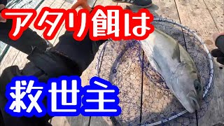 【海上釣堀】アタリ餌の重要性を再認識した日【まるや】