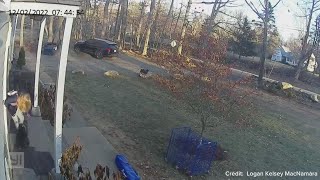 Raccoon attacks girl in Connecticut, mom flings it away | Caught on camera