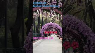 香港動植物公園設置1/4分鐘長的蘭花隧道~季節限定Botanical Gardens 15 seconds long orchid Tunnel~seasonal 2023-02-19