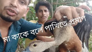 বাচ্চা হাসের জন্য মা হাস ধরা দিল।