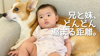 妹の枕役が上手になってきたコーギーむぎ