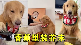 Four hairs dissatisfied with Mao dad's sleep, add mustard to bananas, Mao dad ate directly spicy cr