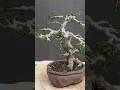 How to Anchor Wire Your Bonsai #bonsai #bonsaitree #gardening #plants #shorts