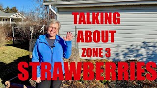 Zone 3 Winterizing Strawberries, Talking Future Strawberry Patch Plans