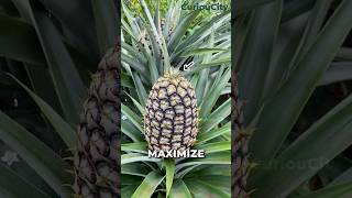 The Secret Behind Huge Pineapples