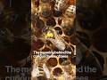 The Meaning Behind the Curious Dance of Bees