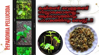 Peperomia Pellucida Recipe Malayalam| മഷിത്തണ്ട് കൊണ്ടൊരു വിഭവം  Make It Simply