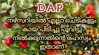 DAP /ചെടികൾക്ക് ഈ വളം കൊടുത്താൽ ഉണ്ടാവുന്ന മാറ്റം നിങ്ങളെ അതിശയിപ്പിക്കും / DAP Fertilizer Malayalam