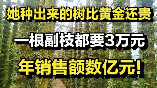 她种出来的树比黄金还贵，一根副枝都要3万元，年销售额数亿元！