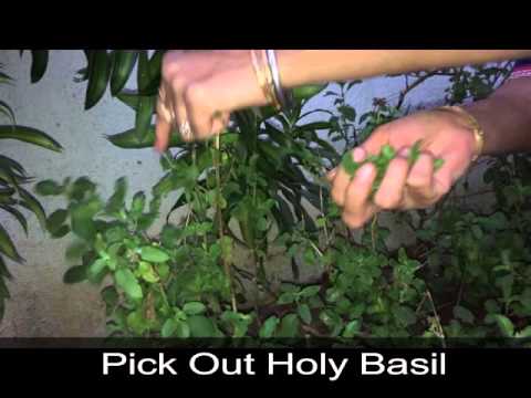 Organic HomeMade Green Tea(No Caffeine) Holy Water Organic HomeMade Green Tea(No Caffeine) Holy Water