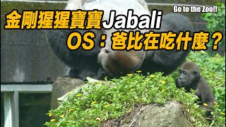 金剛猩猩寶寶Jabali「呷百二」OS：爸比在吃什麼？