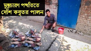 মুক্তচারন পদ্ধতিতে বোম্বাই এবং দেশি কবুতর পালন করলে অধিক লাভ Deshe pigeon farming