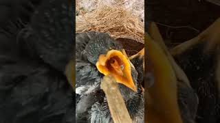 suara anakan burung jalak kebo saat lapar#shorts