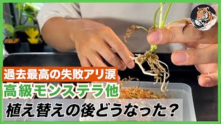 【モンステラ】過去最高の凹み発生!!養生のために水苔で植えていた高級モンステラたちのチェックをして、OKなら植え替える