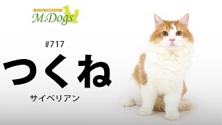 ペットモデル #717  サイベリアン「つくね」