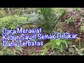 Cara merawat kebun sawit baru tanam yang semak belukar dengan dana terbatas