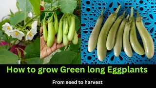 How to grow Green Long Eggplant/Brinjal  | Full update from seed to plant