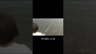 【阿品護岸】やっぱり楽しい穴釣り🪣‪🎣‬