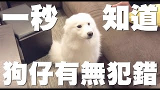 一秒知道狗仔有無犯錯？