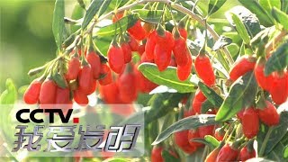 《我爱发明》丰收了2 枸杞采摘机、谷子联合收割机、收粮机 20180829 | CCTV科教