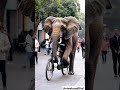 Unbelievable! Elephant Rides Bicycle in Amazing Stunt | Must-See Animal Tricks!