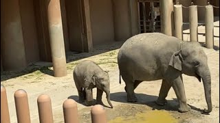 東山動物園🐘ぞうのうららちゃんがシャワーを浴びました🥰　A baby elephant takes a shower!  #shorts #animals #cute