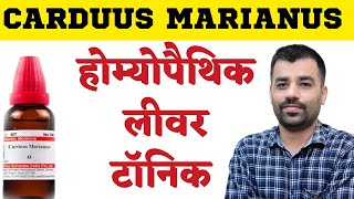 कार्डस मेरियानस । CARDUUS MARIANUS होमियोपैथी दवा के मुख्य लक्षण । लीवर टॉनिक