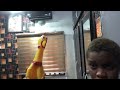 luis fonsi despacito ft. daddy yankee rubber chicken cover