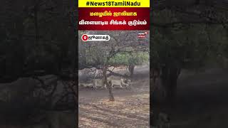 Lion | மழையில் ஜாலியாக விளையாடிய சிங்கக் குடும்பம் | Junagadh | Rain | N18S