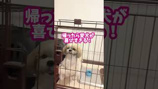 帰ったら愛犬が喜びすぎる　#犬のいる暮らし  #シーズー #癒し