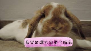 (Eng) Cute Holland Lop - Dou Dou