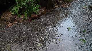 夏の庭先に広がる雨の波紋