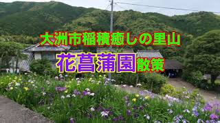 大洲市稲積 癒しの里山 花菖蒲園散策