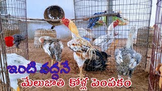 Starting a business country chicken farming at home. Desi hen farming business. Pure natukollu