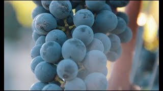 How to make Wine ? - France