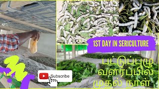 1 Day  in Sericulture / பட்டுப்புழு வளர்ப்பில் முதல்நாள் 🐛🐛#sericulture #பட்டுப்புழுவளர்ப்பு