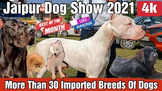 Jaipur Dog Show 2021 | 30 Imported Dog Breeds | Dog Show Jaipur  | Kennel Club Of India Dog Show