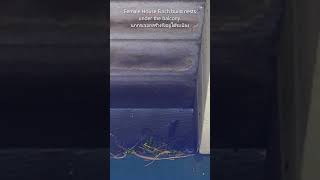 นกกระจอกสร้างรังอยู่ใต้ระเบียง ธรรมชาติสวยงาม  Female House Finch build nests under the balcony.