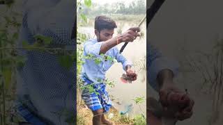 ரோஸ் கலர் ஜிலேபி கெண்டை மீன் பாத்துருகீங்கலா 😍💢 #shorts #fishing