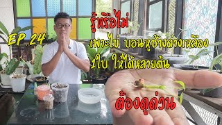 แชร์วิธีเพาะไข่บอนหูช้างด่างจากไข่1ใบให้ได้หลายต้น