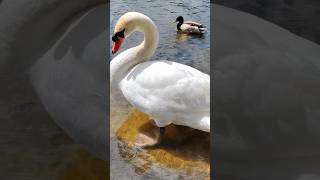 swan close by #swan #swans #bird #birds #toronto #trending #viral #shortsviral #vlog