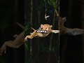 tarsier primates nature s tiny ninjas