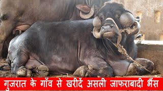 Tour of Jafarabadi Buffalo Farm in village of Gujarat | Kanhaiya Dairy Farm Jamnagar