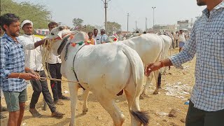 పెబ్బేర్ మార్కెట్లో అందమైన పాలపల్ల ఒంగోలు కోడెదూడలను నడిపించి చూసుకుంటున్న రైతులు | Ongole Bulls