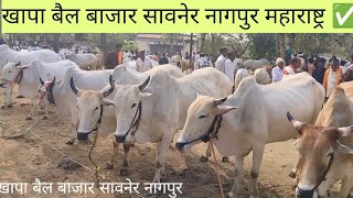 खापा बैल बाजार सावनेर नागपुर महाराष्ट्र ✅ ! how to maharashtra Nagpur bail bazaar khapa 🔥