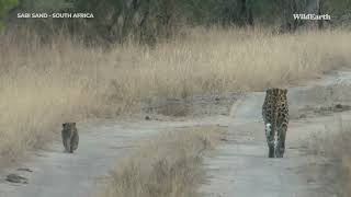 Royal leopard baby with mom